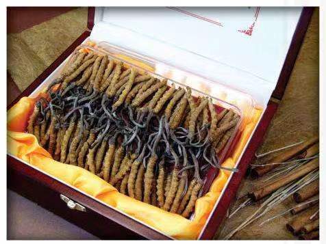 波密冬虫夏草回收